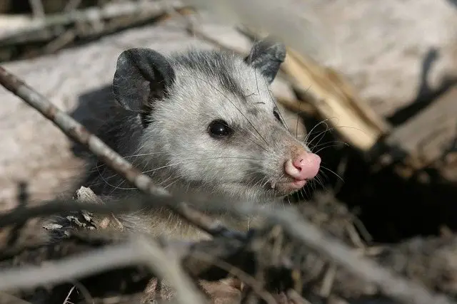 Virginia opossum