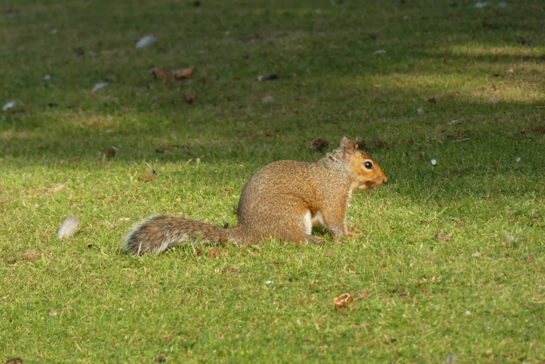 A grey squirrel foraging on a mown lawn
