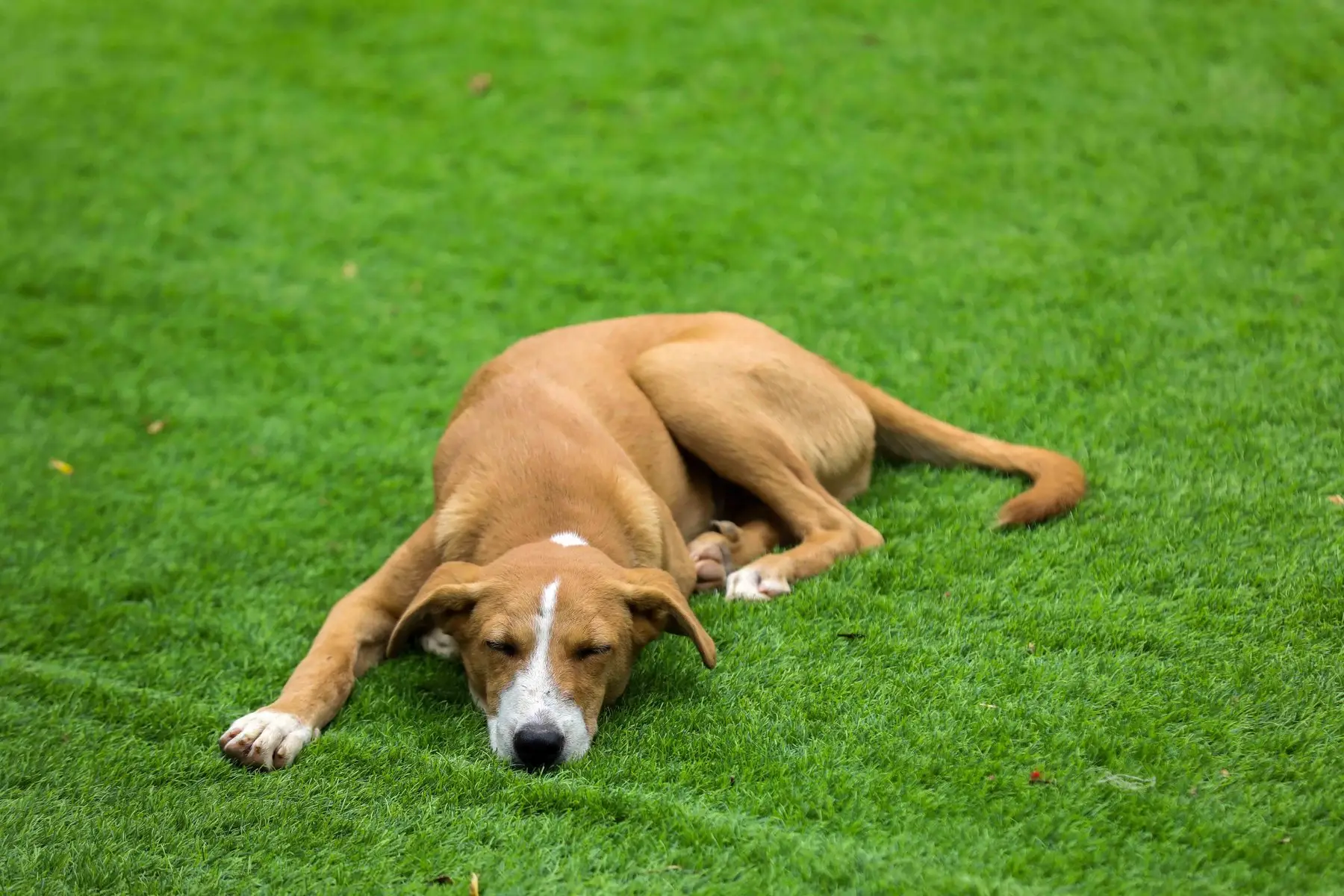 A tan dog asleep, stretched out on a dense green lawn