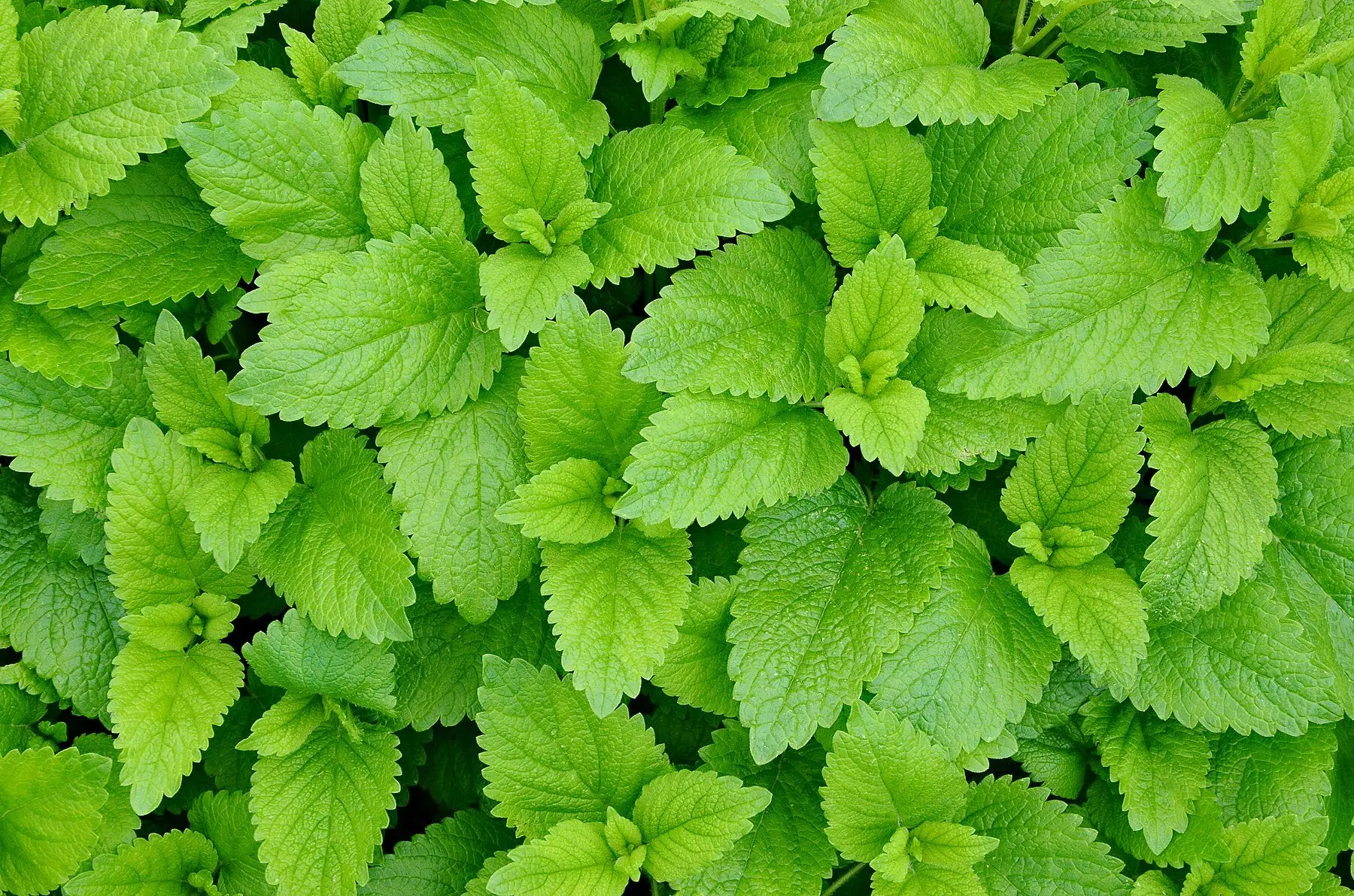 A dense mat of lemon balm foliage from above, bright green heart-shaped leaves with scalloped edges and deeply sunken veins