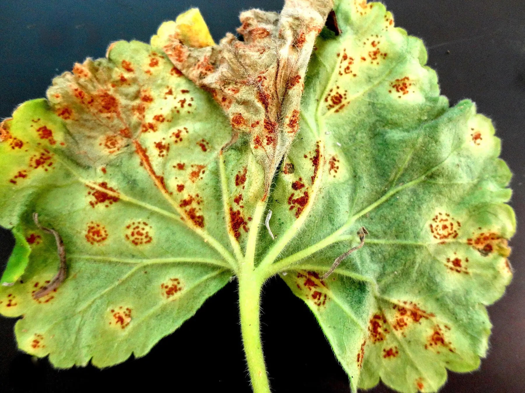 The underside of a pelargonium leaf covered in rings of rust-orange pustules, with yellowing and dead tissue between them