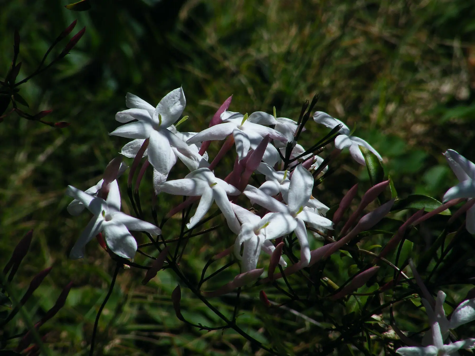 White star-shaped jasmine flowers opening from pink-backed buds on a trailing stem