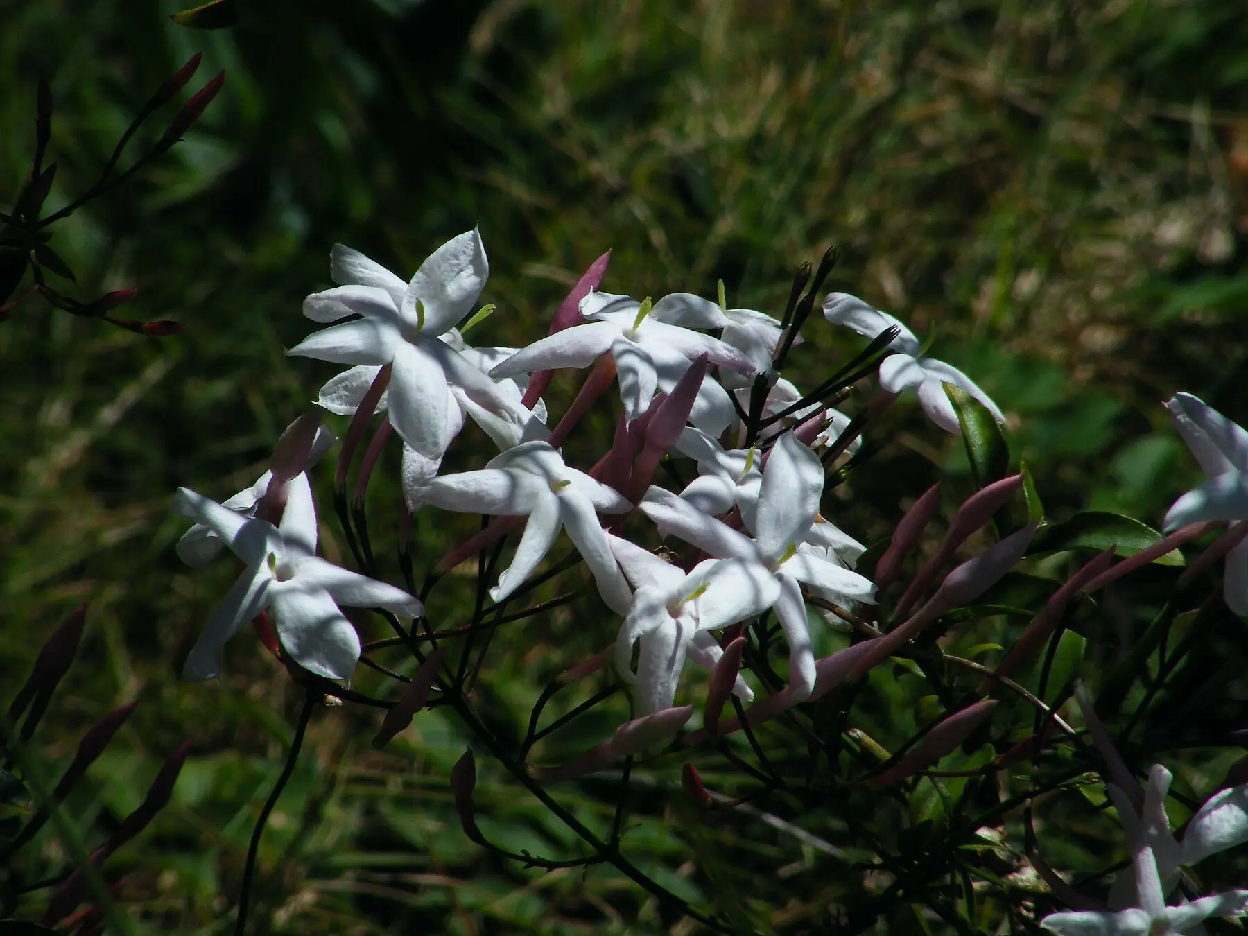 White star-shaped jasmine flowers opening from pink-backed buds on a trailing stem
