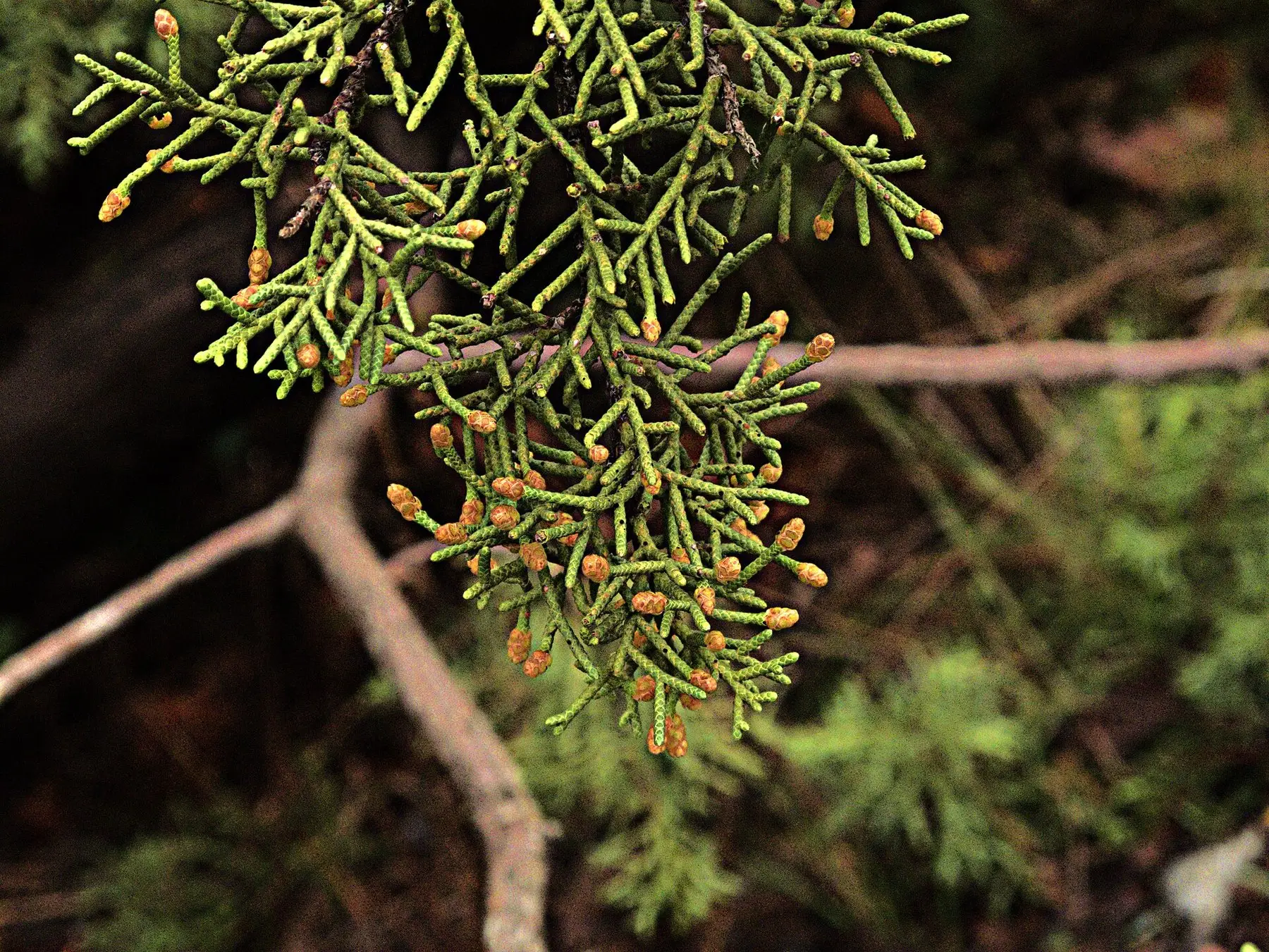 Juniper foliage with ripening berries on the branch