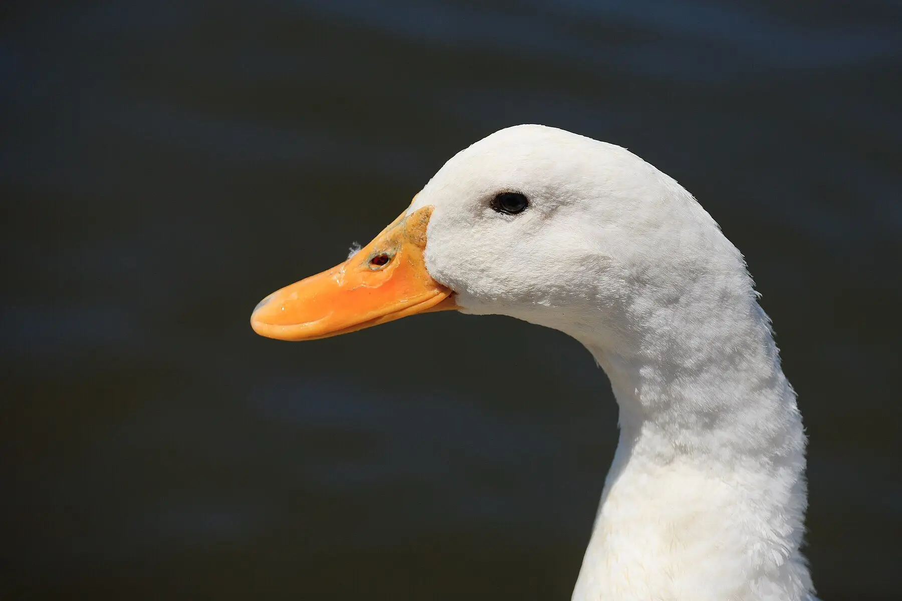 A white Pekin duck in profile, orange bill against dark water
