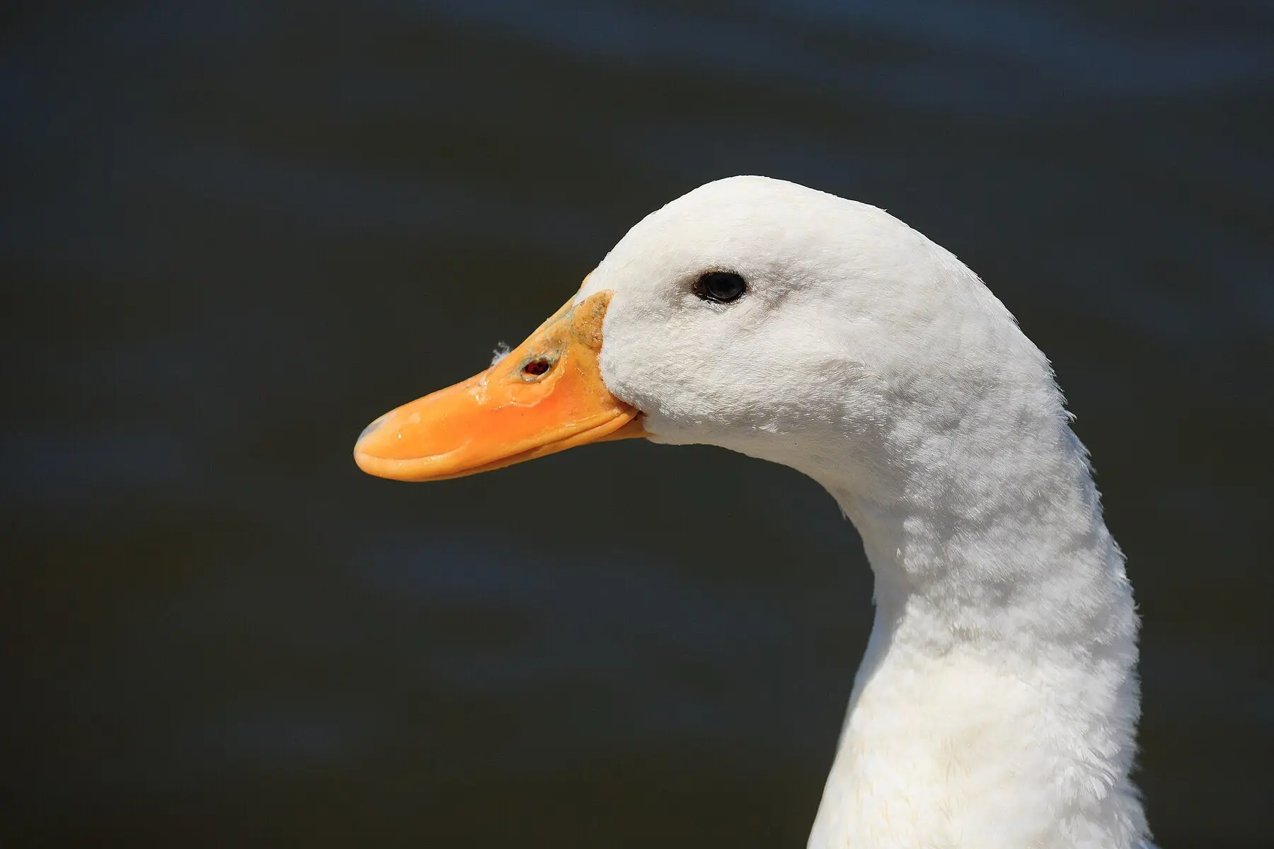 A white Pekin duck in profile, orange bill against dark water