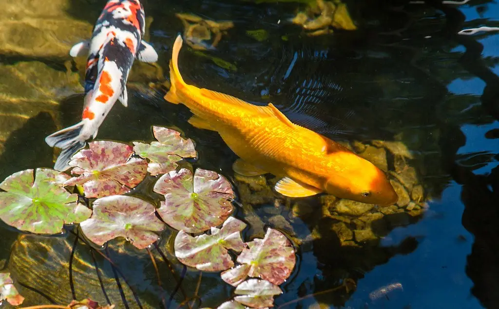 Orange and white koi swimming beneath lily pads in a dark garden pond