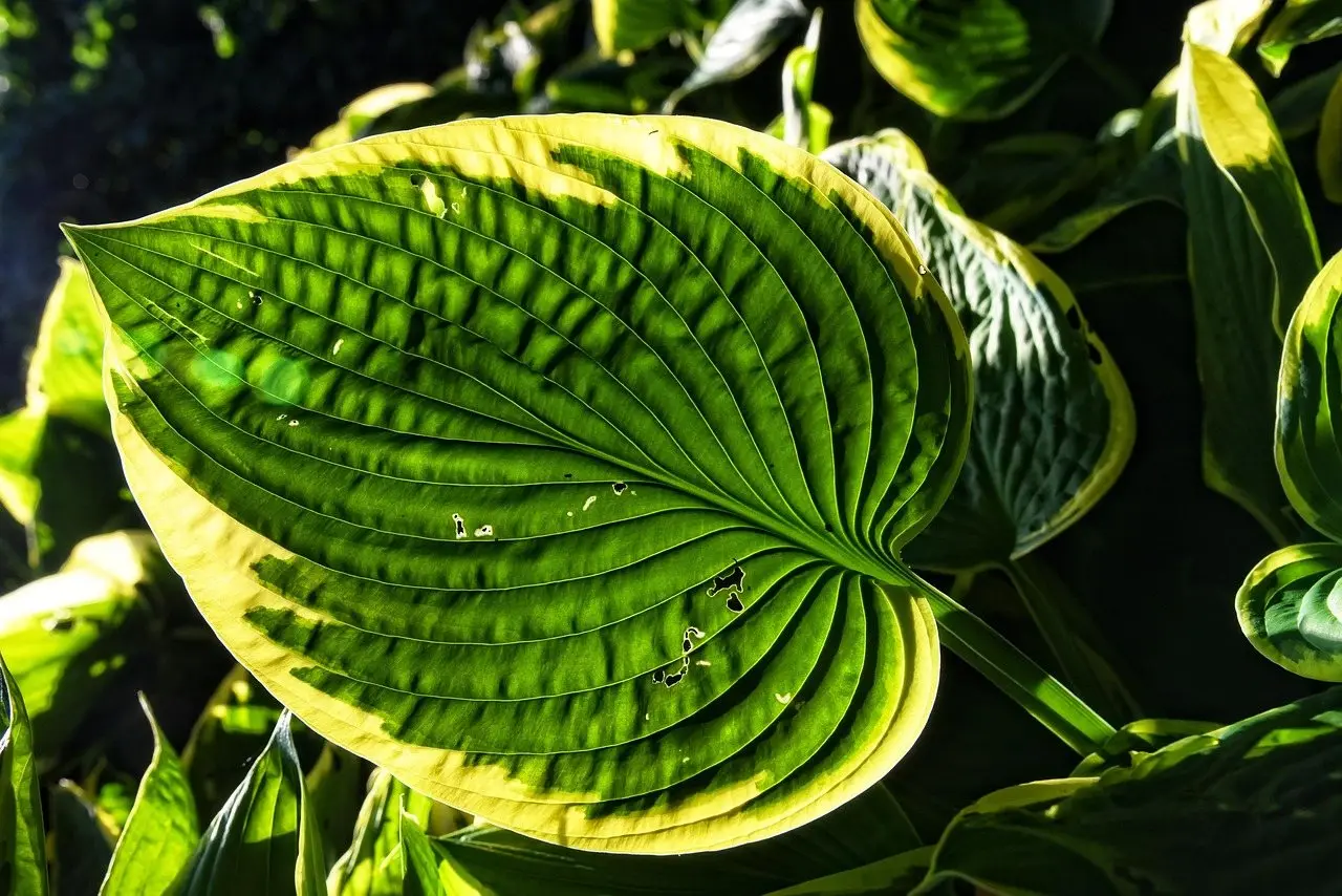 A hosta leaf backlit in shade, its ribbed surface and pale margin clearly visible