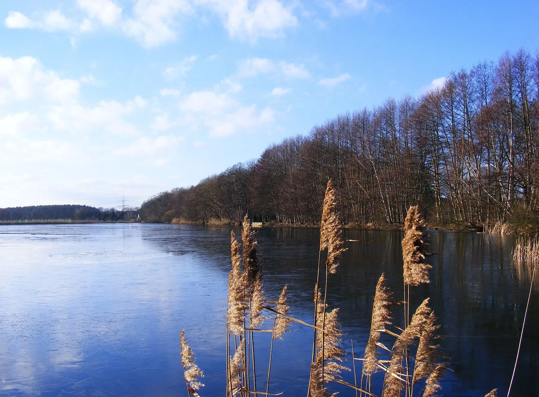 A large pond fringed with tall reeds, its far bank lined with bare winter trees