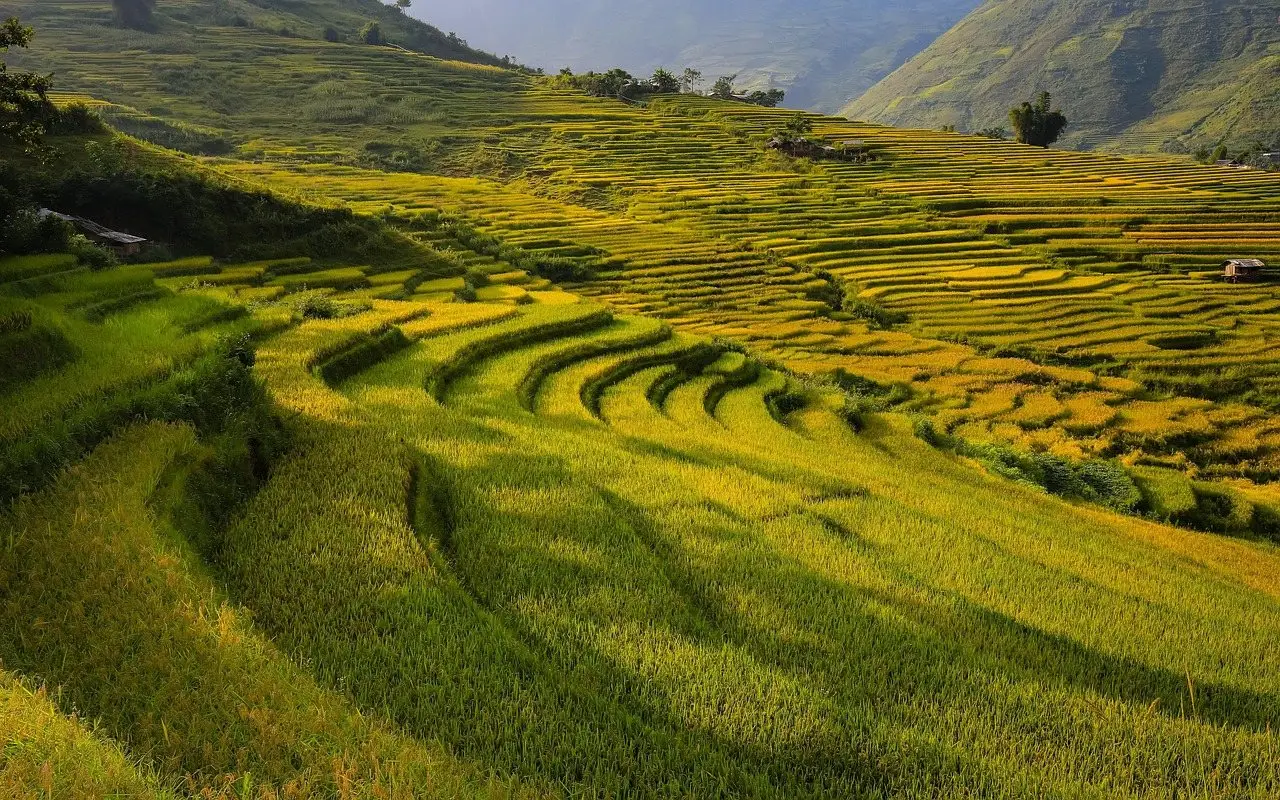 A hillside cut into stepped level terraces, each bench held by the bank below it