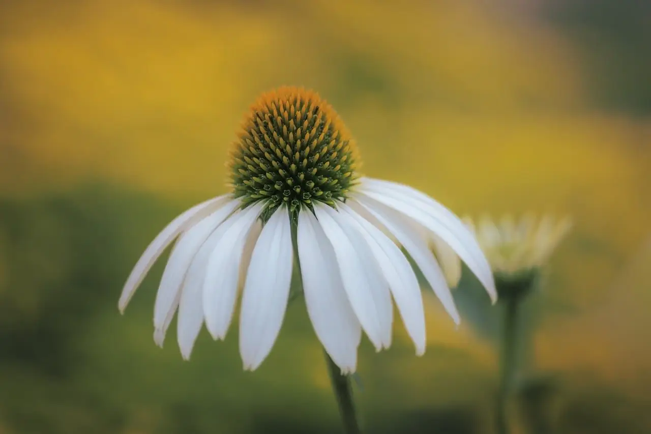 White coneflowers in a mixed garden border, one of the low-maintenance perennials for a front bed