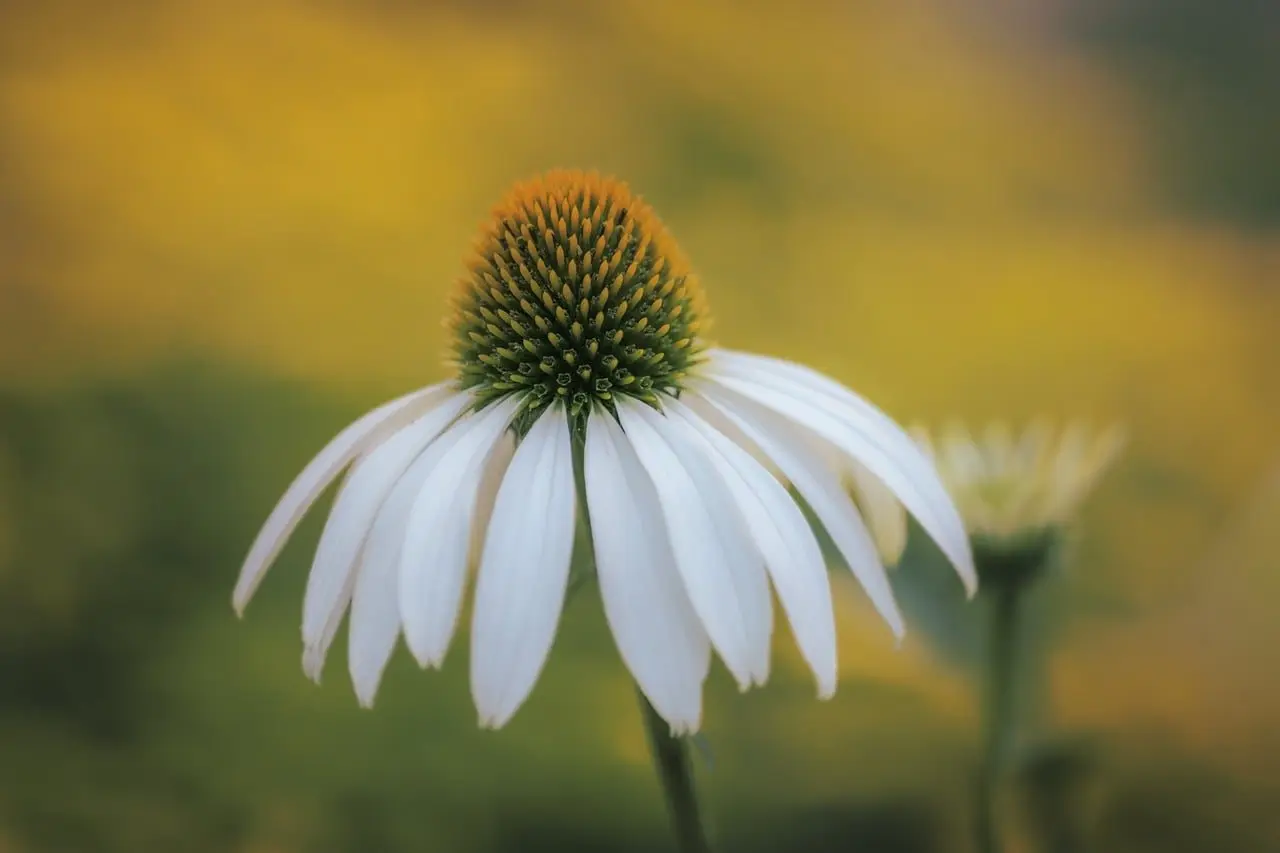 White coneflowers in a mixed garden border, one of the low-maintenance perennials for a front bed