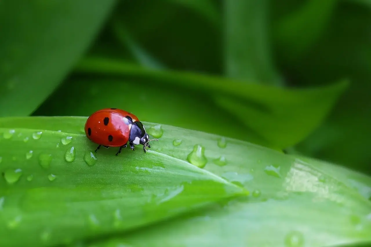 Ladybug leaf