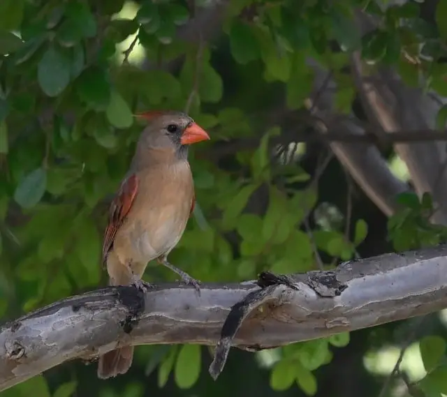 Cardinal bird branch