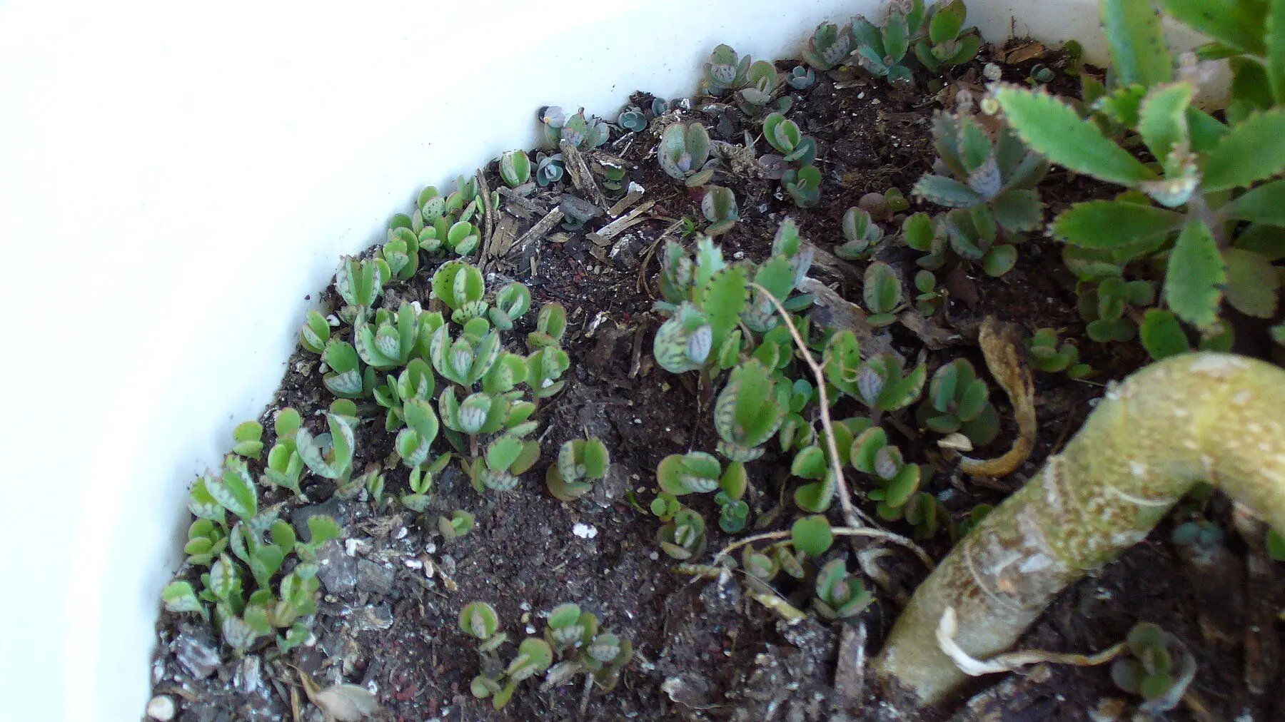 Dozens of tiny mother of thousands plantlets rooted across the surface of a pot below the parent plant
