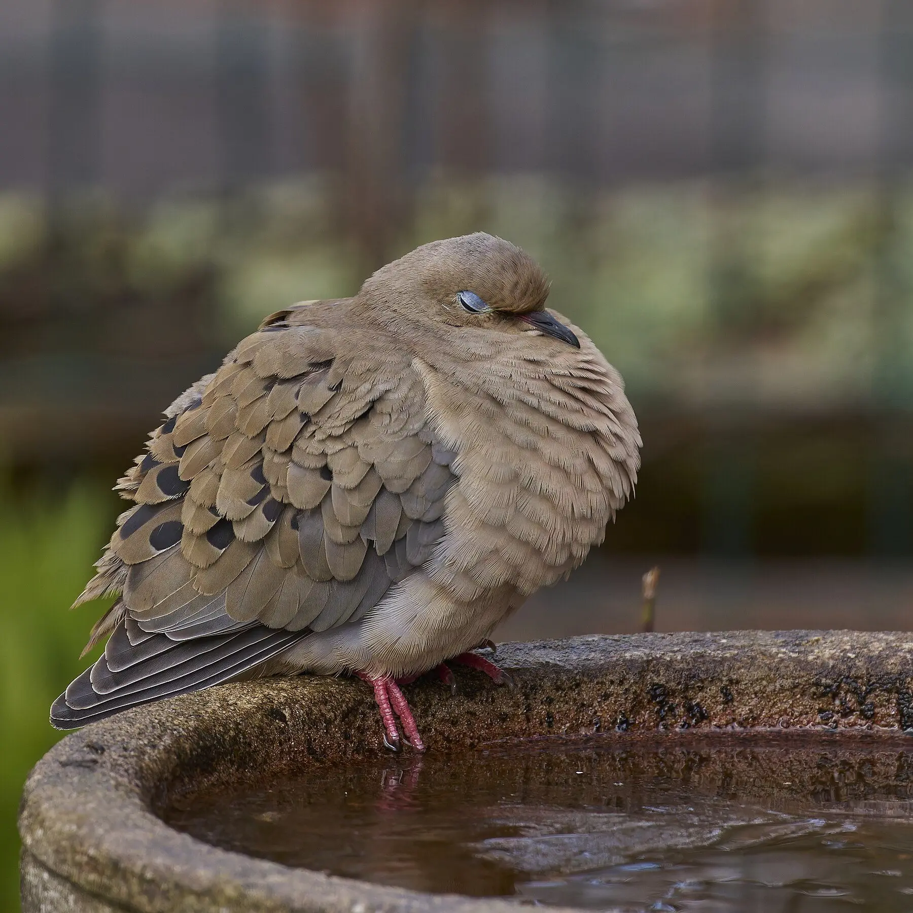 A mourning dove perched on the stone rim of a bird bath, feathers fluffed