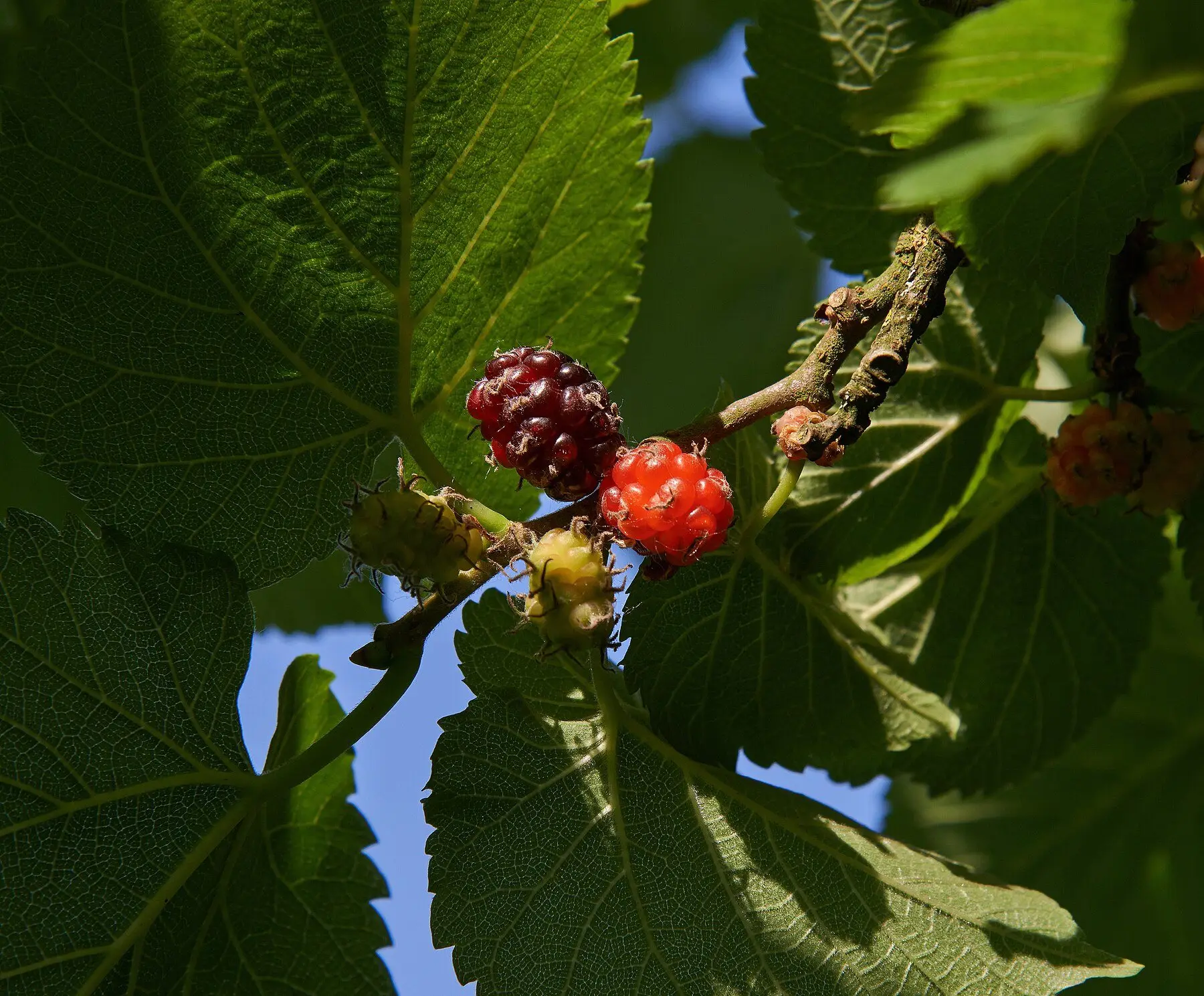 Mulberries on the branch at four stages of ripening, from pale green through red to near-black