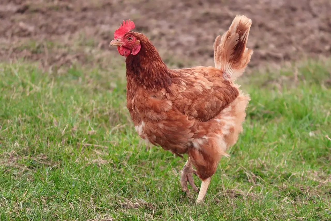 A brown hen walking across worn grass in an outdoor run