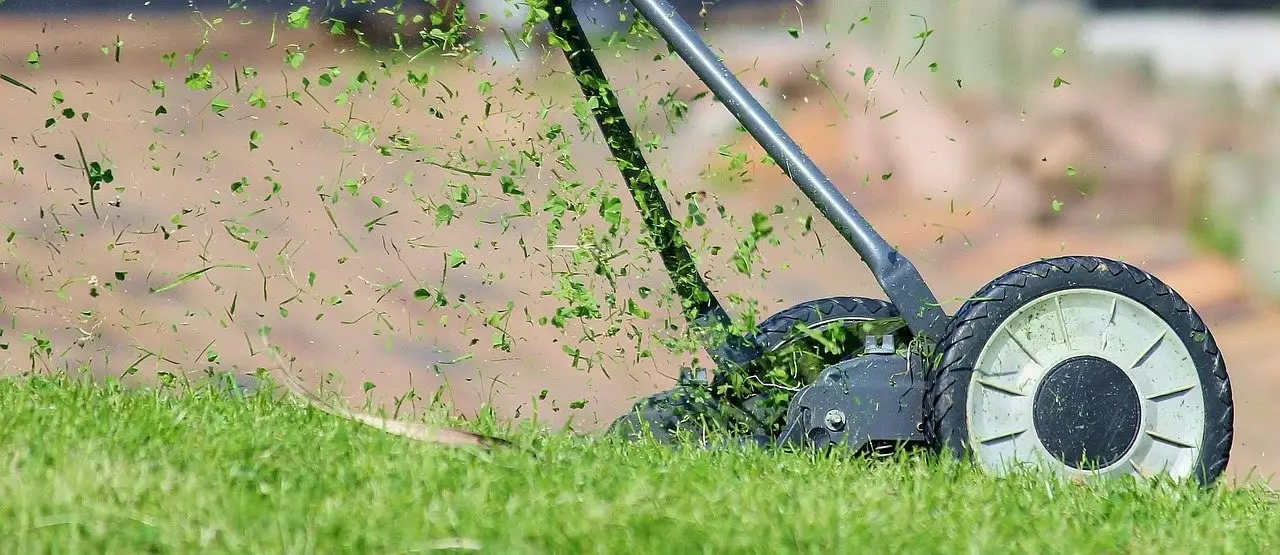 Green lawn grass closeup