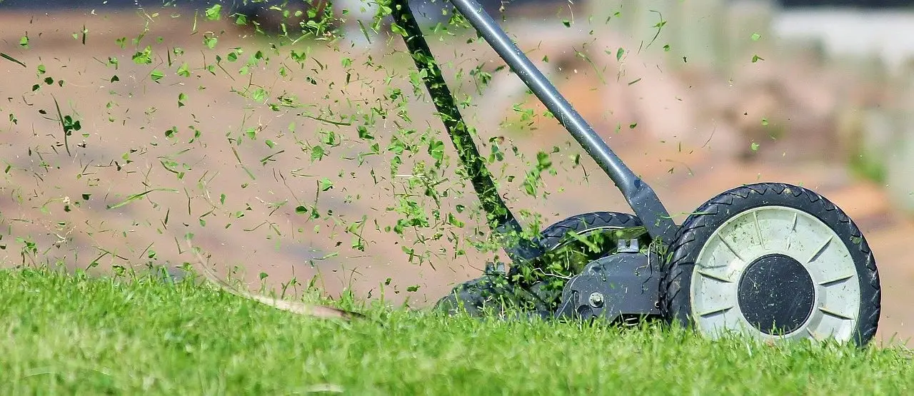 Green lawn grass closeup