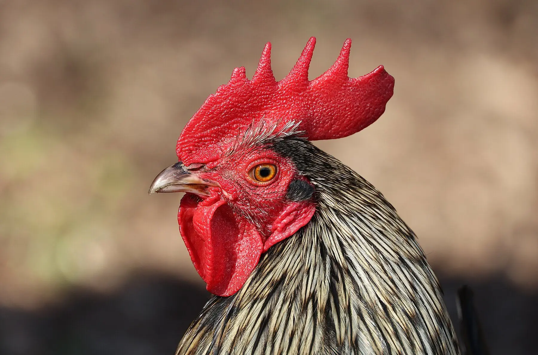 A rooster in profile with a large red comb and wattles and finely barred hackle feathers