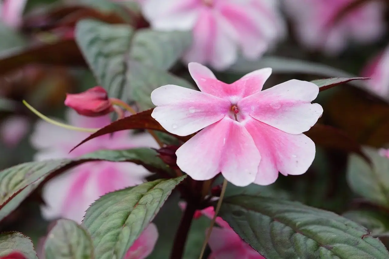 Impatiens flowers