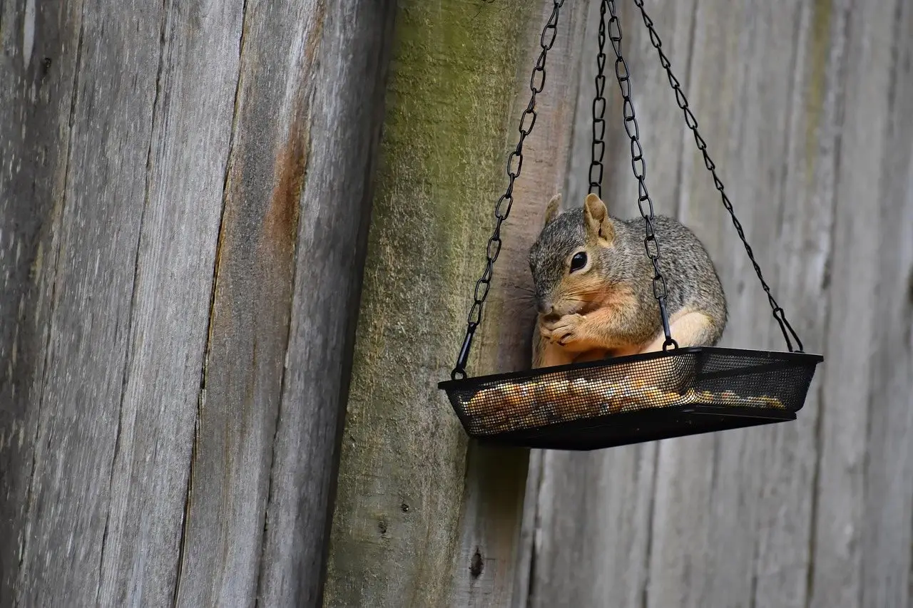 Squirrel bird feeder