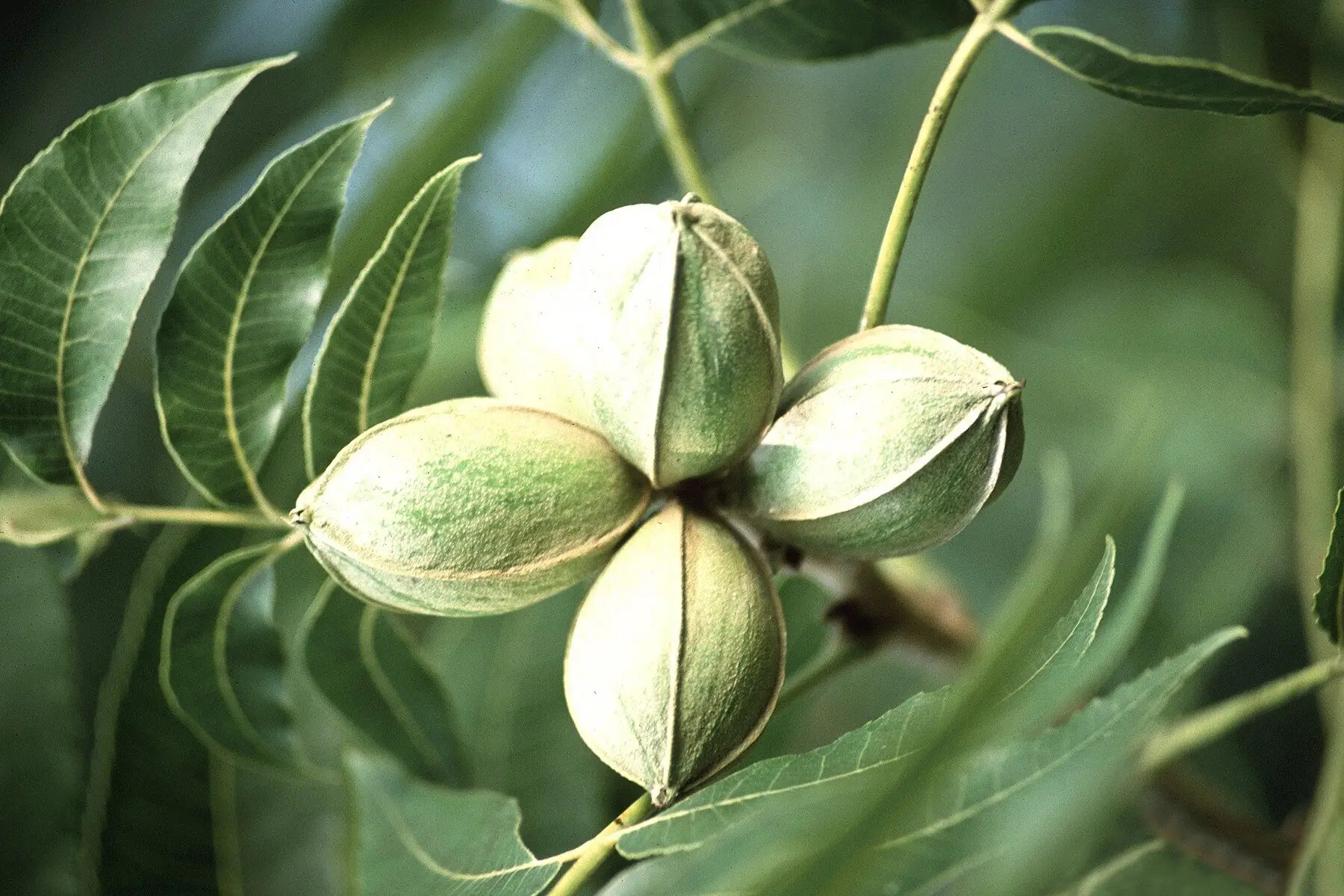 A cluster of four green pecans still in their shucks on the branch, among long pecan leaflets