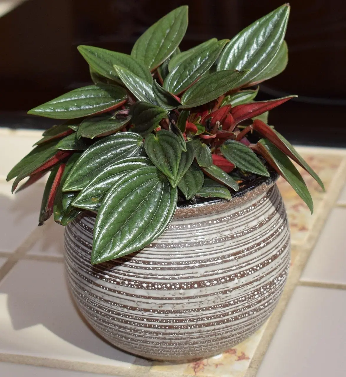 A rippled red-and-silver peperomia caperata in a striped ceramic pot on a windowsill