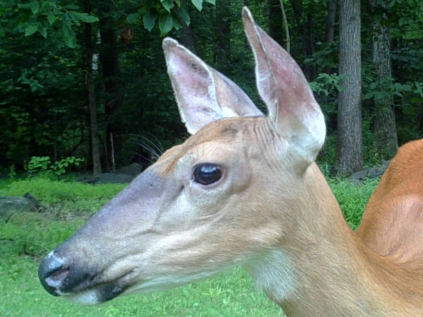 A close head-and-neck view of a white-tailed doe standing at the edge of woodland
