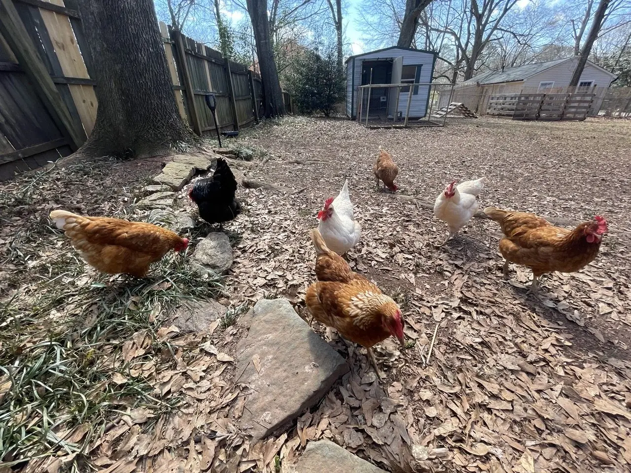 Backyard hens foraging over wood chips beside their coop