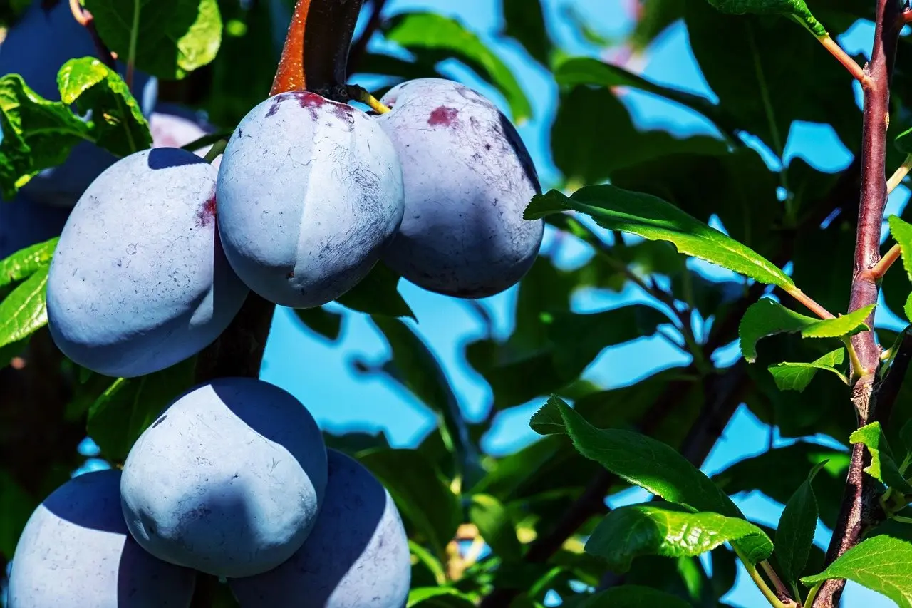 Ripe blue plums hanging in a cluster on the branch, leaves around them