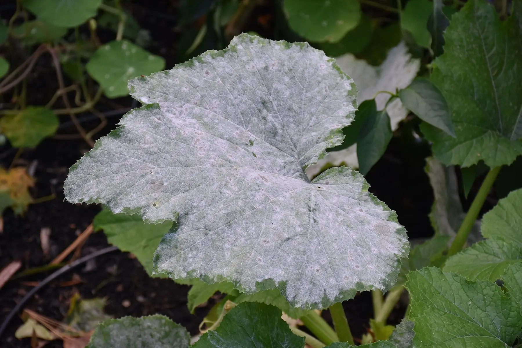 A squash leaf coated in the white dusty growth of powdery mildew