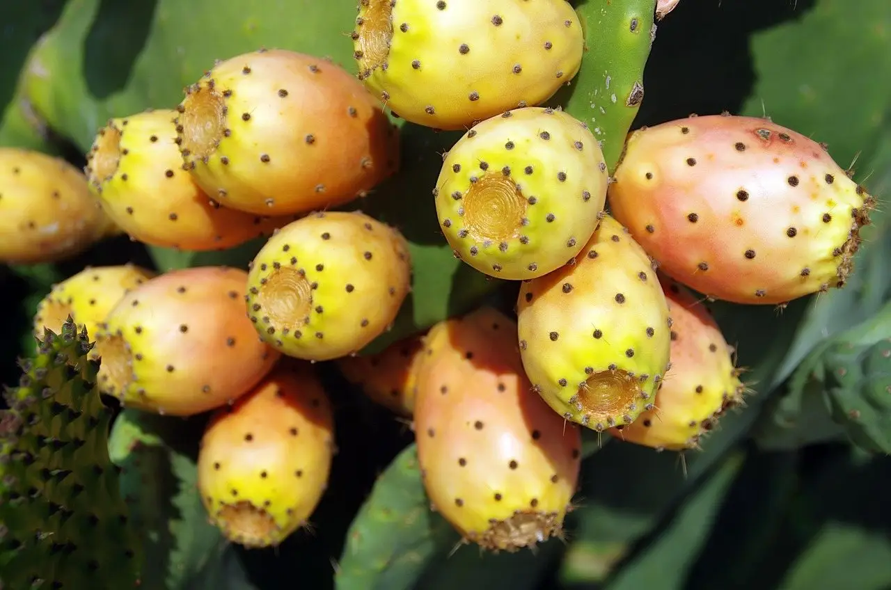 Prickly pear cactus