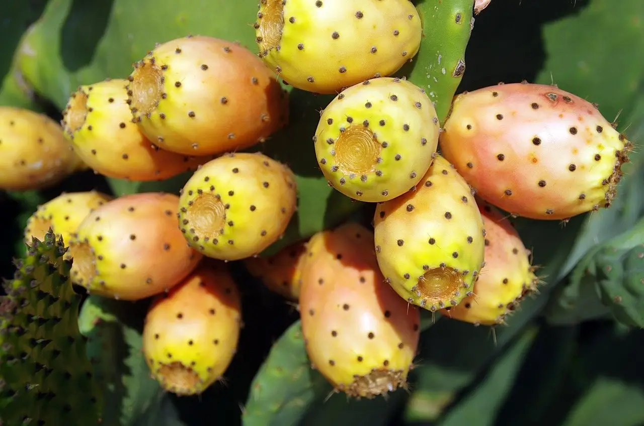 Prickly pear cactus