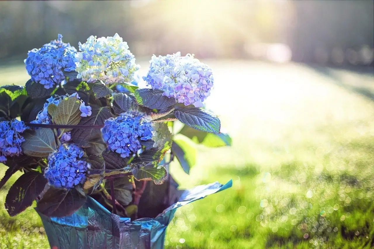 Hydrangea pot flowers