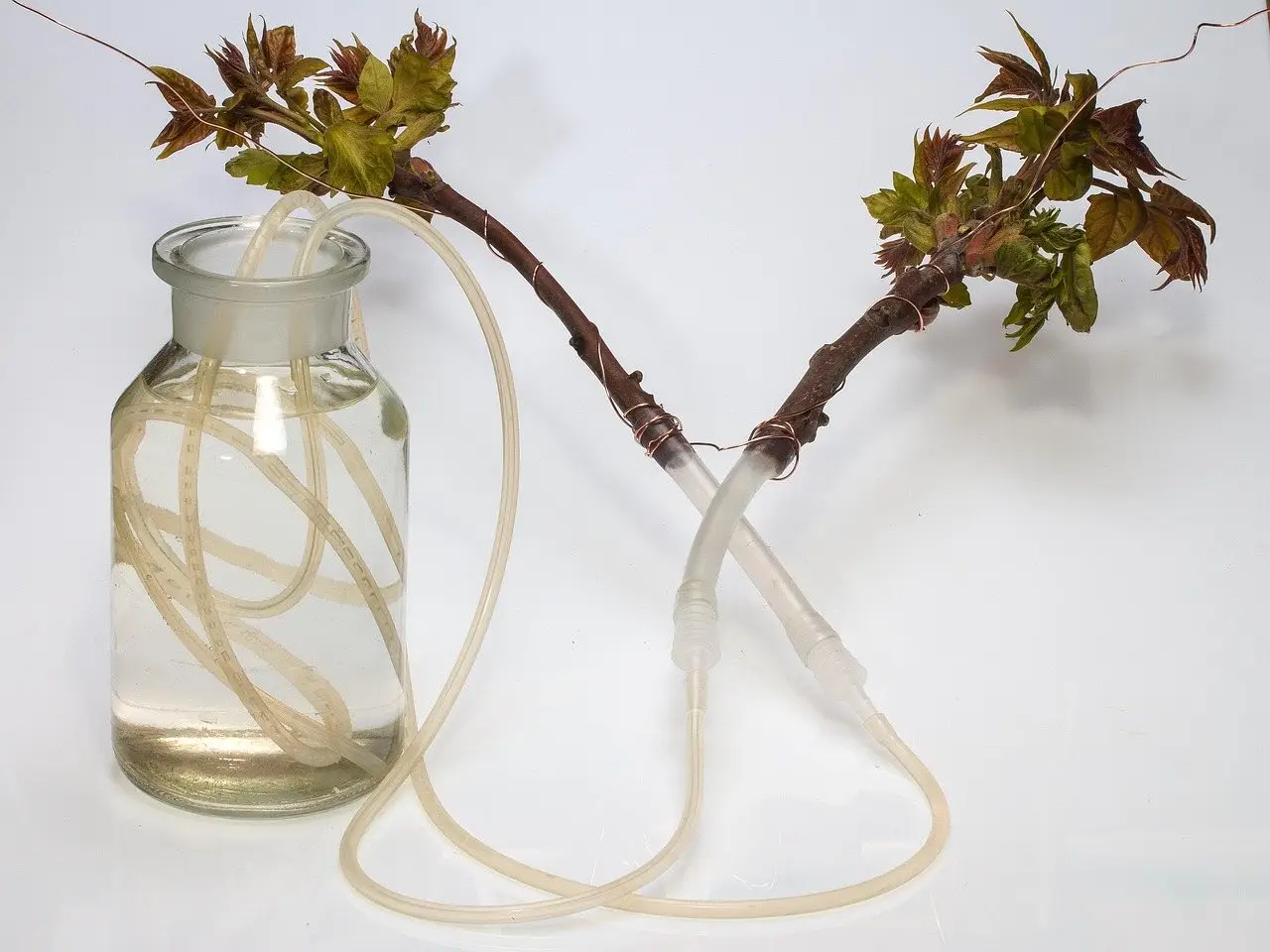Plant cutting glass water roots