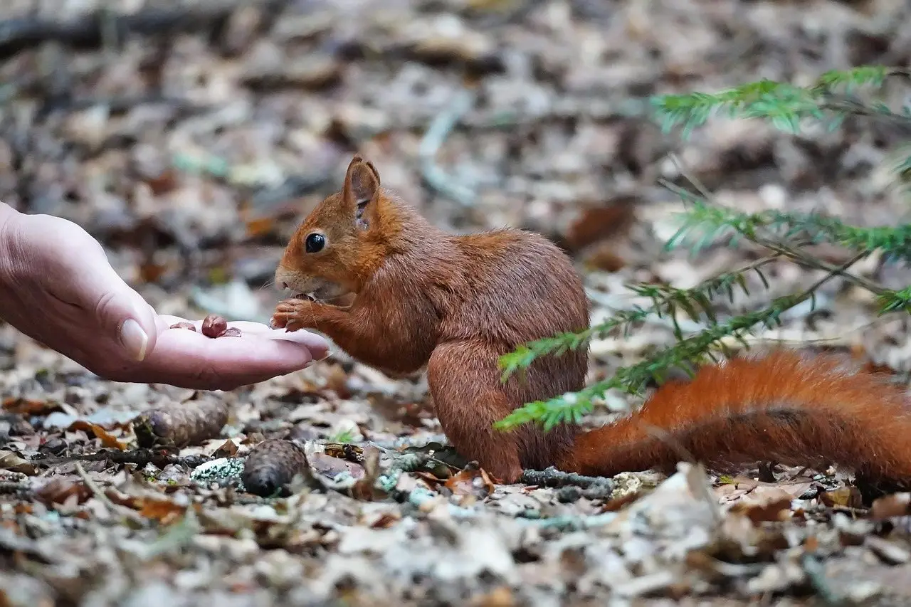 Feeding squirrel hand