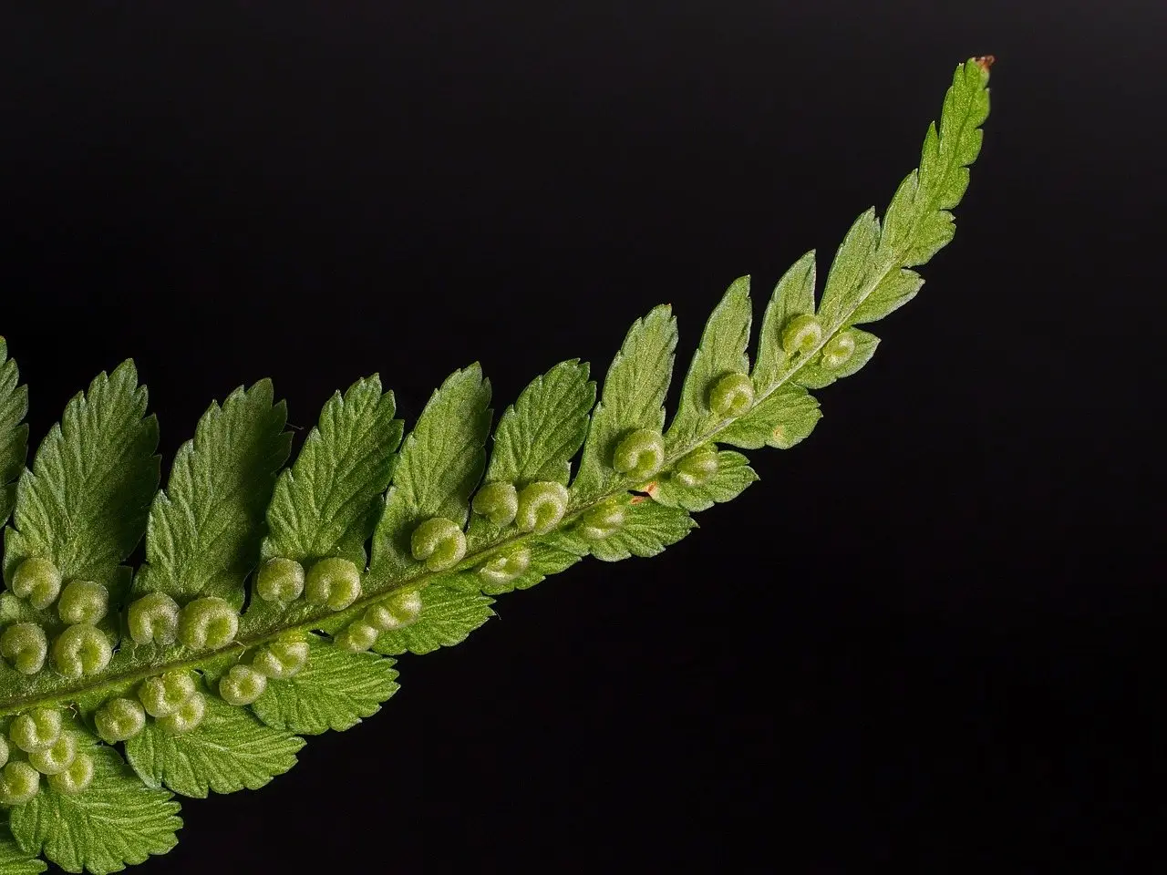 Fern houseplant fronds