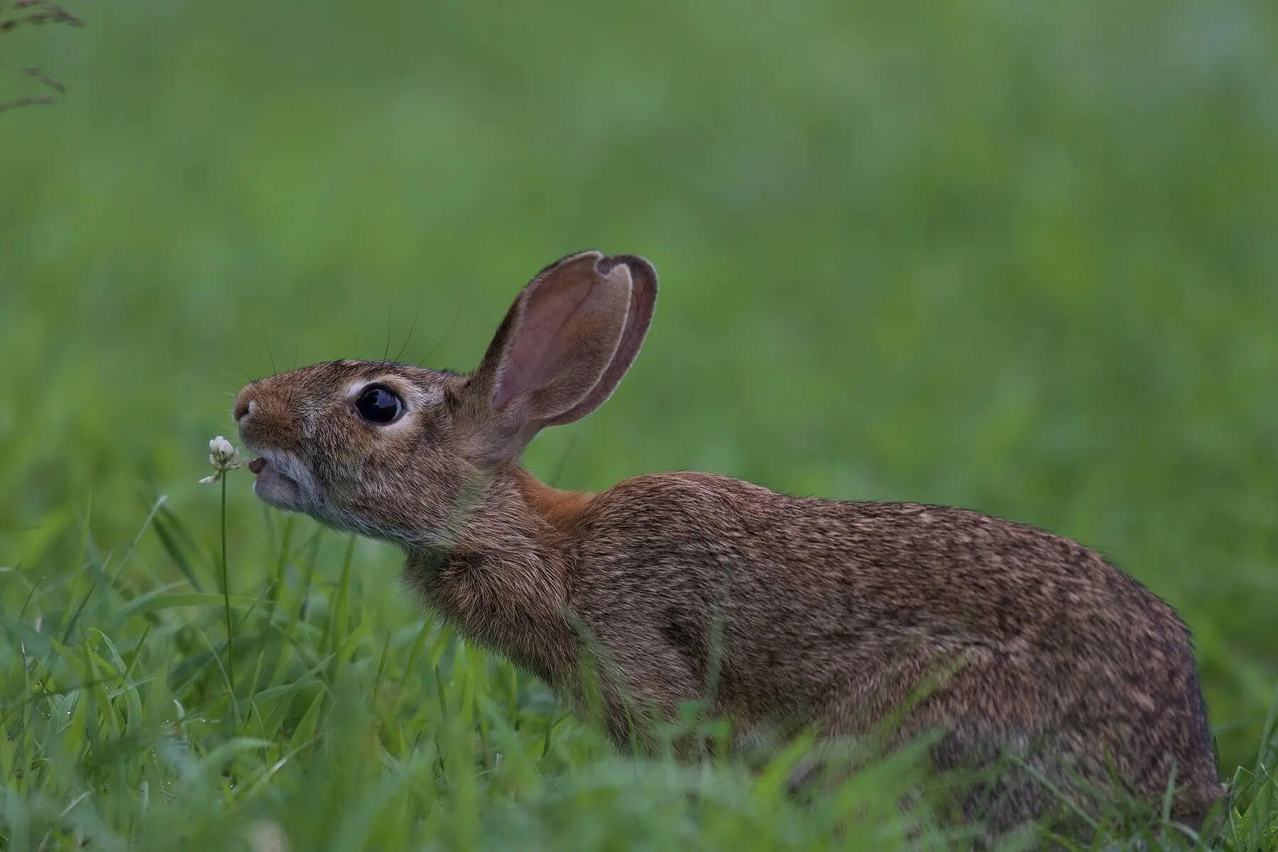 An eastern cottontail rabbit in grass, reaching up to nibble a white clover flower