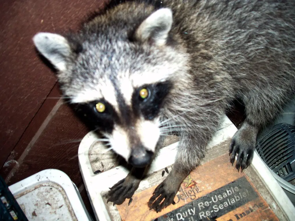 A raccoon with both front paws up on the lid of a feed container, looking at the camera