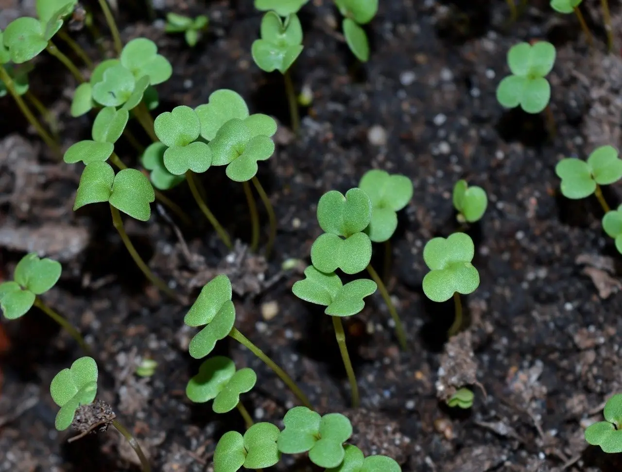 Radish seedlings growing
