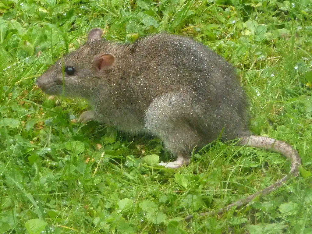 A brown rat standing in short grass, tail extended behind it