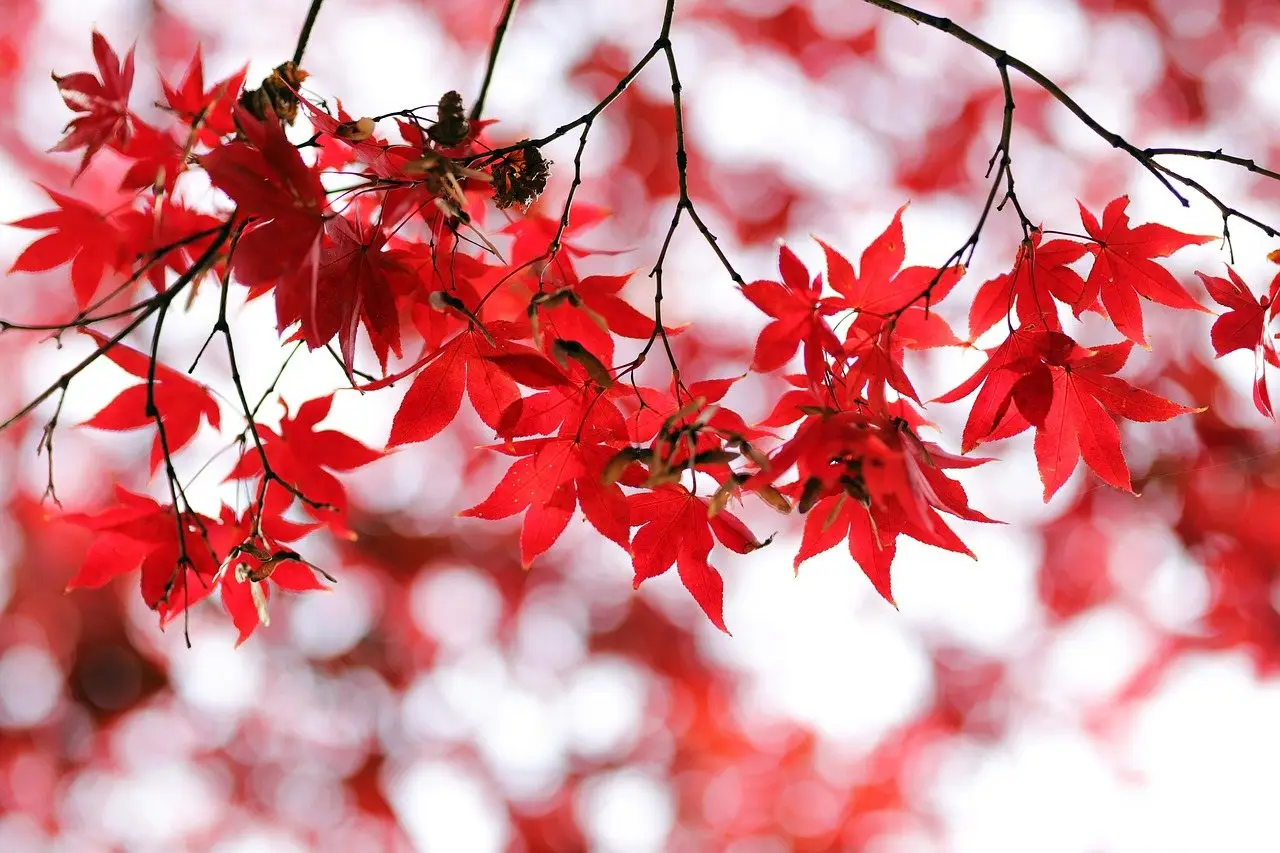 Red maple tree autumn