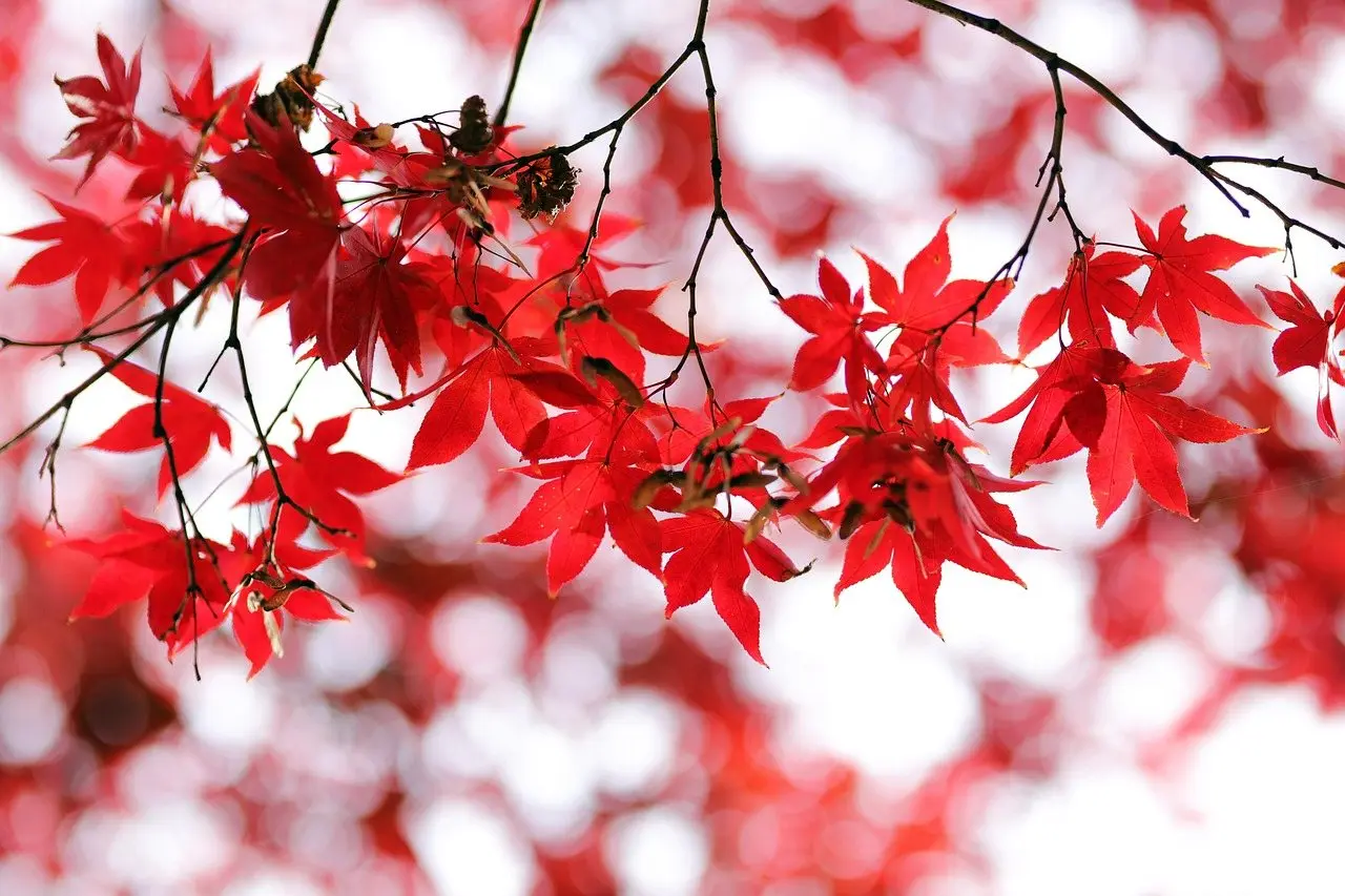 Red maple tree autumn