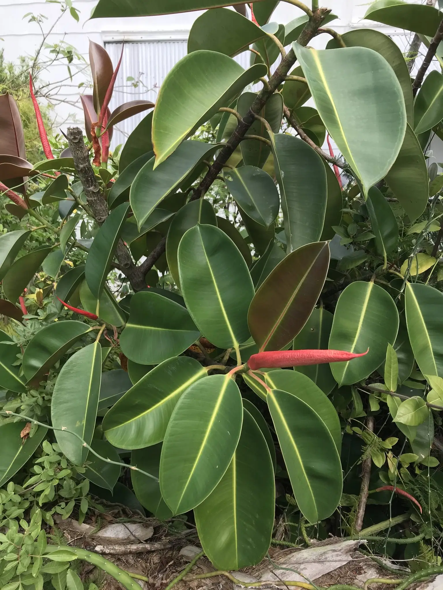 A rubber plant's glossy leaves with a red sheath around the emerging new leaf