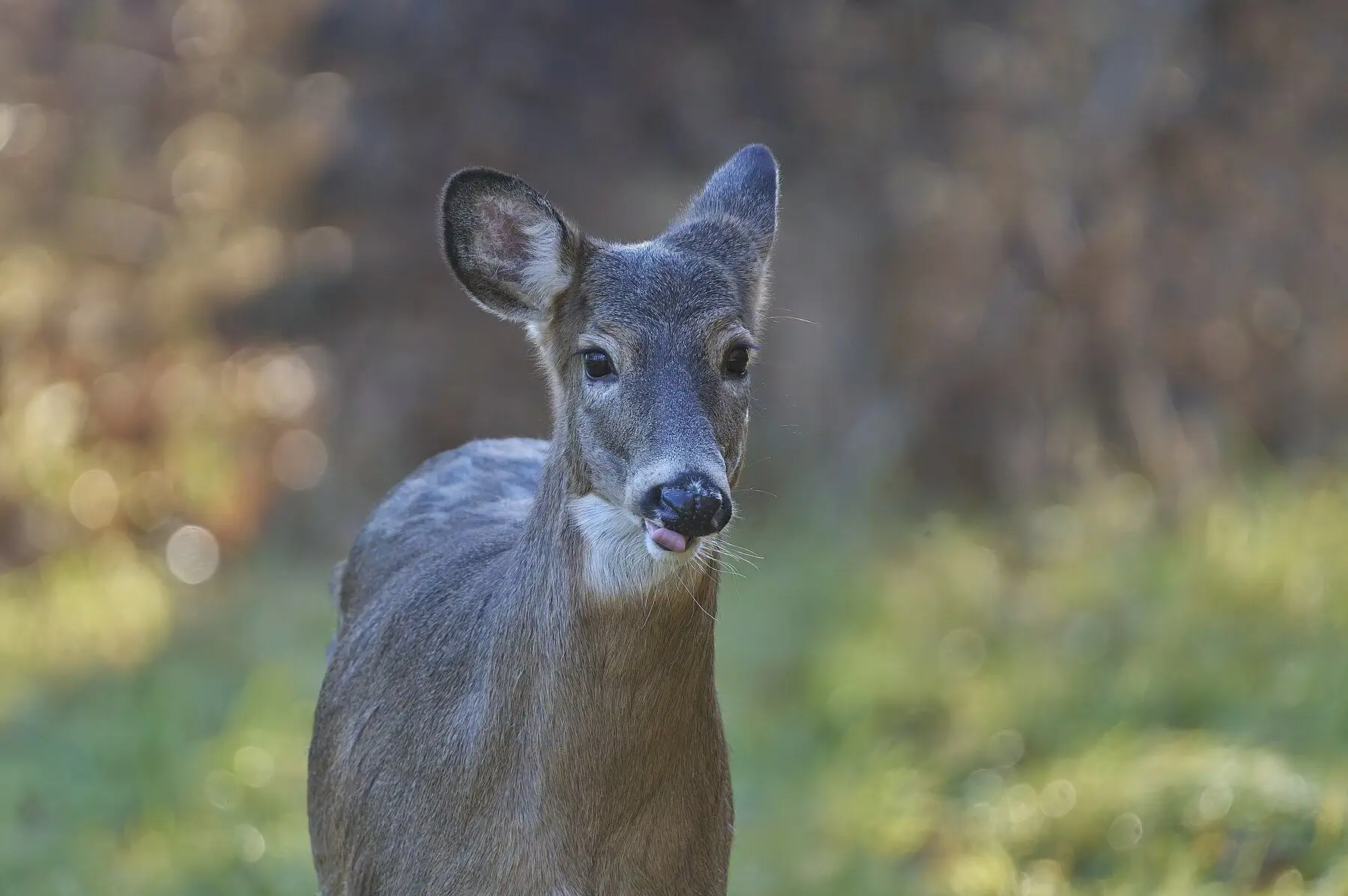 A white-tailed doe standing in autumn woodland, tongue just showing at her mouth