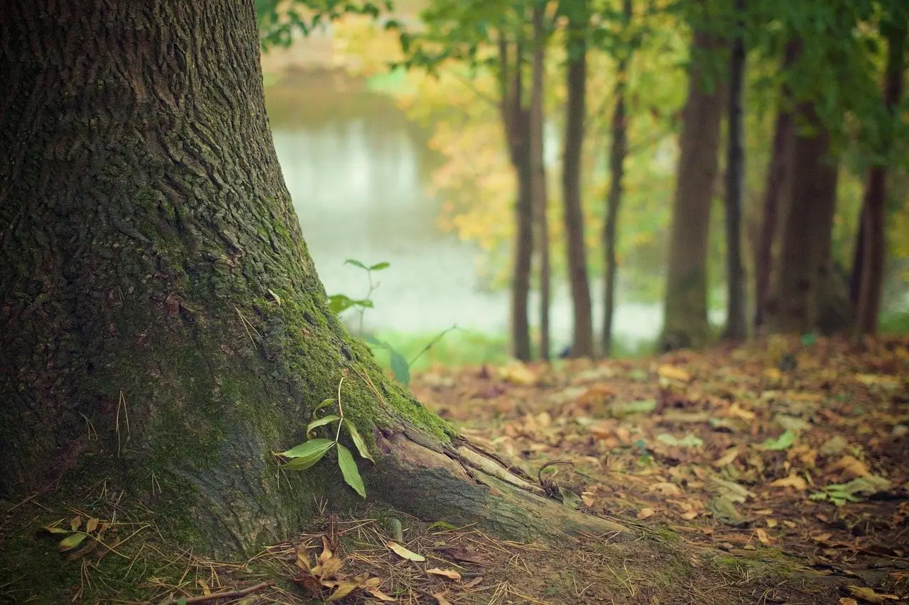The buttressed base of a mature tree on a woodland floor of leaf litter