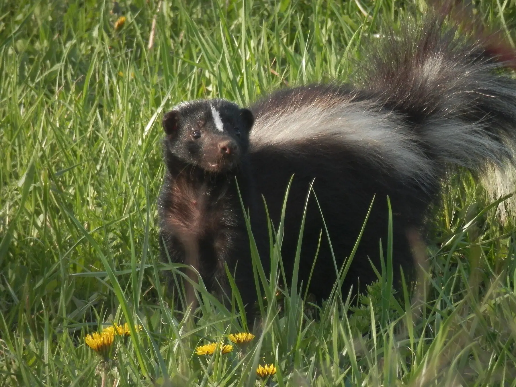 A striped skunk standing in long grass among dandelions, its white back stripe clearly visible