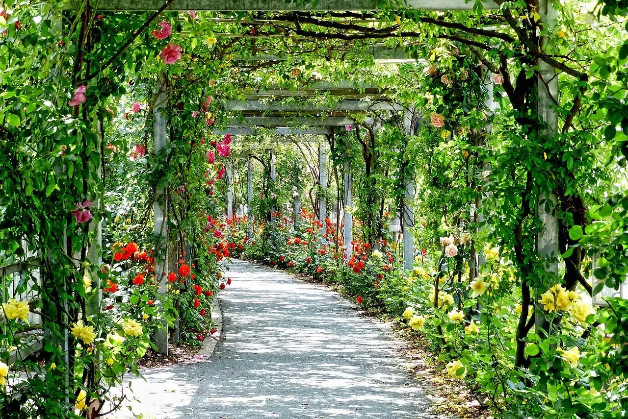 A run of garden arches over a path, roses trained up and across them